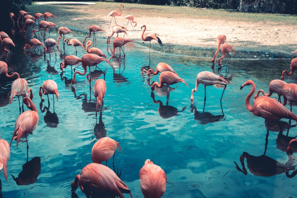 Paint By Numbers | Flamingo - Flock Of Flamingo On Body Of Water - Custom Paint By Numbers