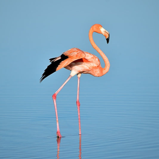 Paint By Numbers | Flamingo - Photo Of Flamingo On Water - Custom Paint By Numbers