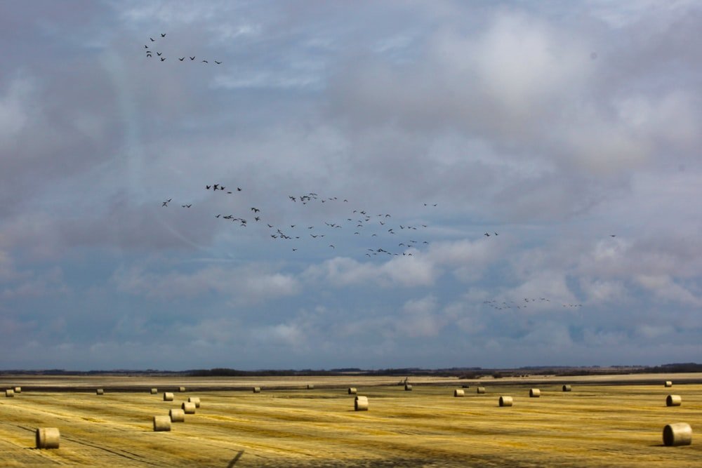 Paint By Numbers | Flock Of Birds Flying Over Brown Field During Daytime - Custom Paint By Numbers