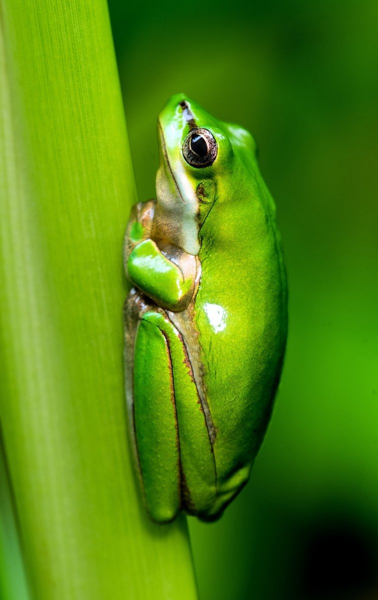 Paint By Numbers | Frog - Macro Photo Of Green Frog - Custom Paint By Numbers