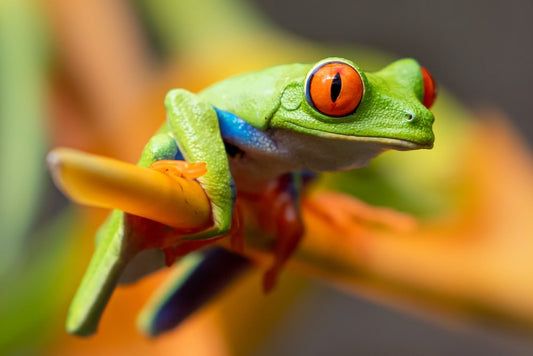 Paint By Numbers | Frog - Selective Photography Of Red-Eyed Tree Frog - Custom Paint By Numbers