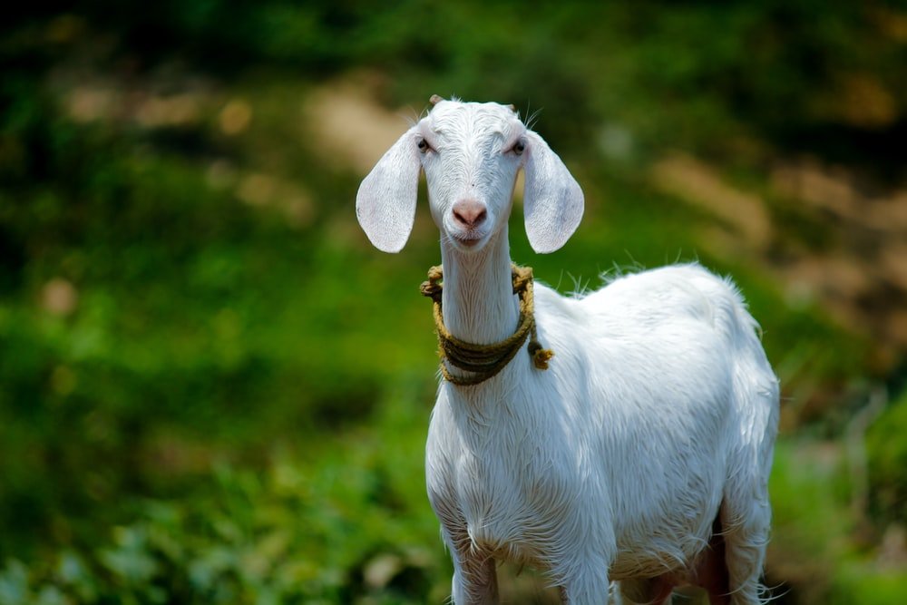 Paint By Numbers | Goat - Selective Focus Photography Of White Goat - Custom Paint By Numbers