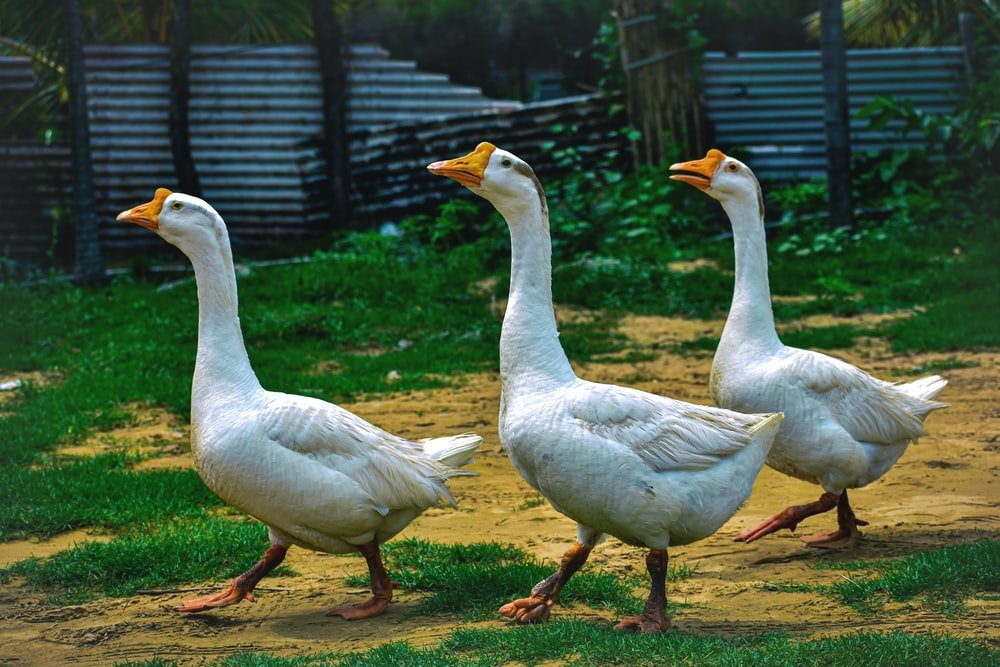 Paint By Numbers | Goose - Three White Ducks Walking - Custom Paint By Numbers