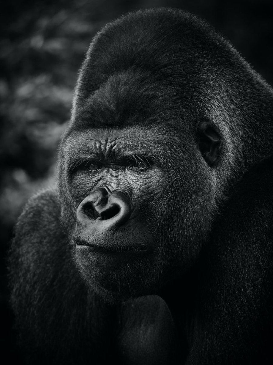 Paint By Numbers | Gorilla - Black Gorilla In Close Up Photography - Custom Paint By Numbers