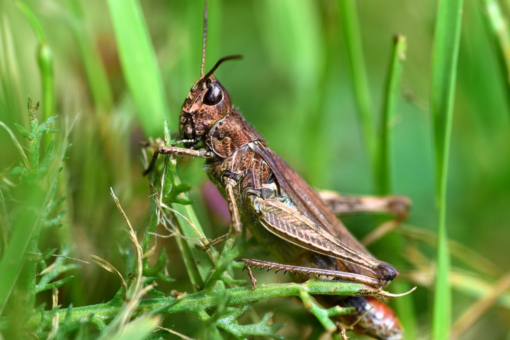 Paint By Numbers | Grasshopper - Brown Grasshopper On Green Grass During Daytime - Custom Paint By Numbers