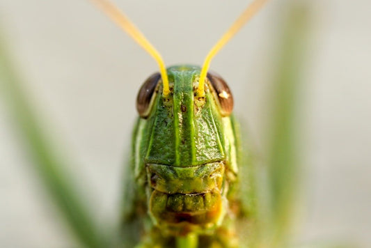 Paint By Numbers | Grasshopper - Closeup View Of Green Grasshopper - Custom Paint By Numbers