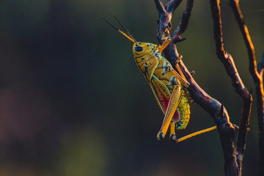Paint By Numbers | Grasshopper - Macro Photography Of Yellow Grasshopper On Tree Branch - Custom Paint By Numbers