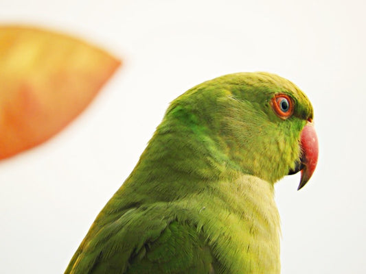 Paint By Numbers | Green Bird In Close Up Photography - Custom Paint By Numbers