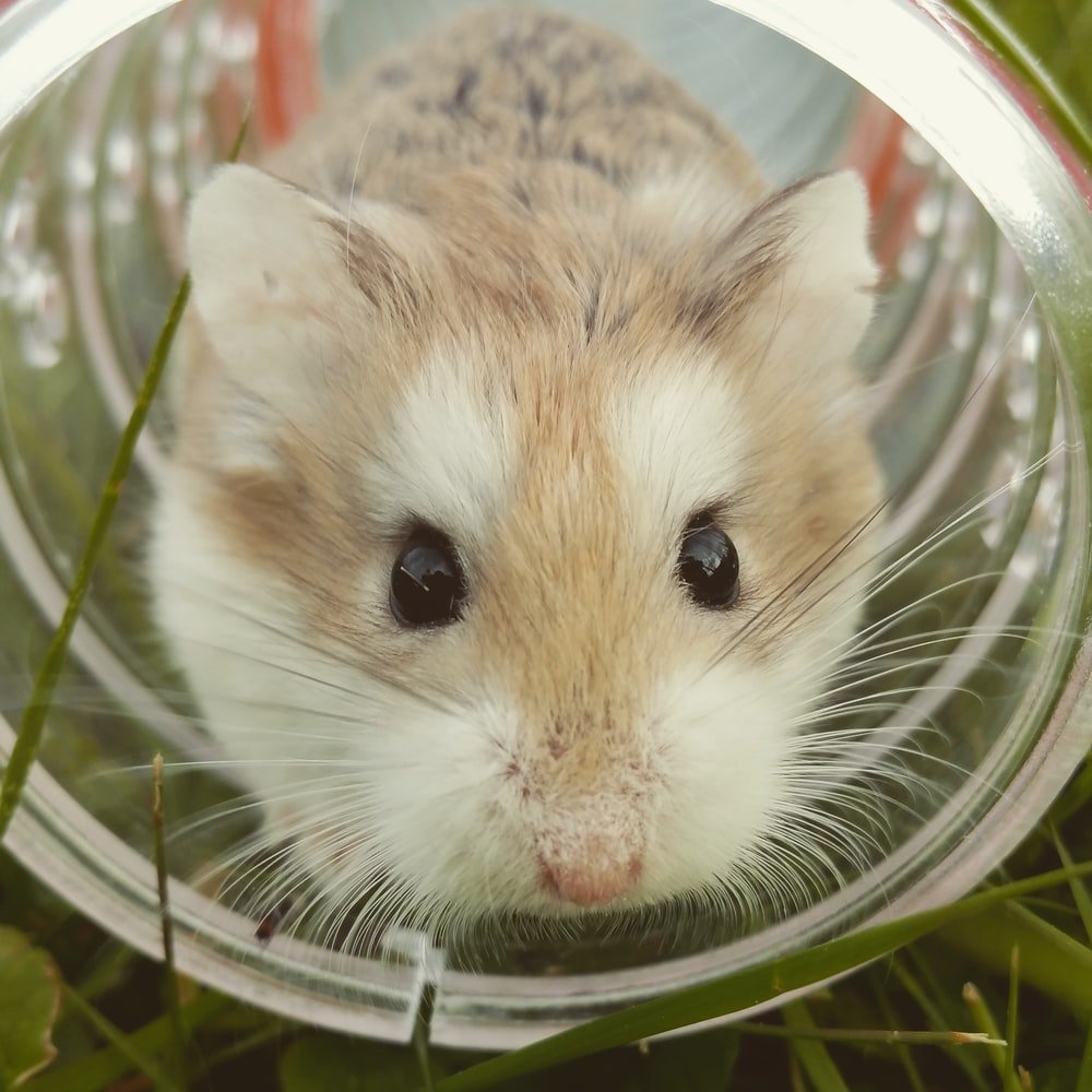 Paint By Numbers | Hamster - Closeup Photo Of Brown Hamster In Glass Cup - Custom Paint By Numbers