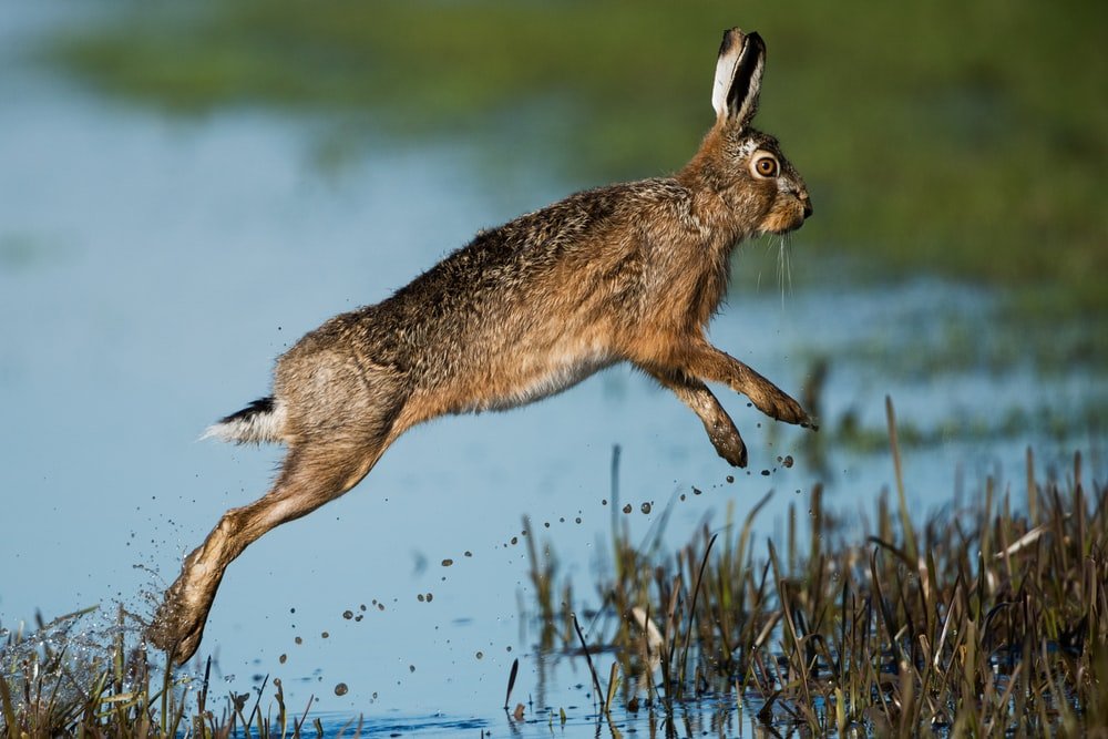 Paint By Numbers | Hare - Brown Rabbit Hopping Above Body Of Water - Custom Paint By Numbers