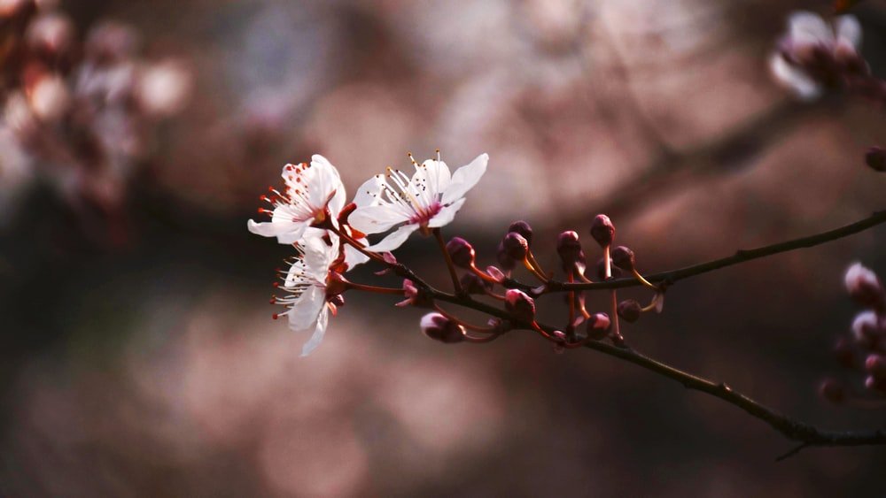 Paint By Numbers | Jiaxing - White And Red Cherry Blossom In Close Up Photography - Custom Paint By Numbers
