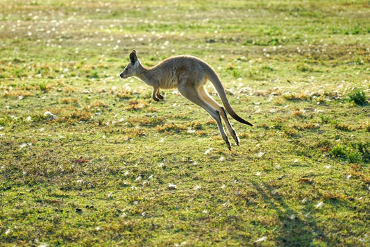 Paint By Numbers | Kangaroo - Kangaroo Jumping During Daytime - Custom Paint By Numbers