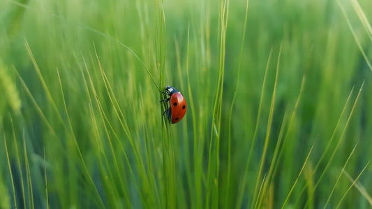 Paint By Numbers | Ladybug - Ladybug On Green Grass - Custom Paint By Numbers