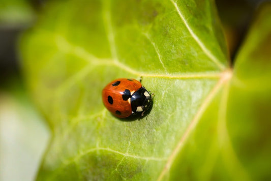Paint By Numbers | Ladybug - Red Lady Bug On Leaf In Macro Photography - Custom Paint By Numbers