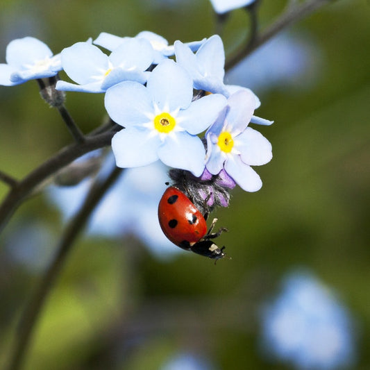 Paint By Numbers | Ladybug - Selective Focus Photograph Of Ladybug On White Petaled Flower Plant - Custom Paint By Numbers