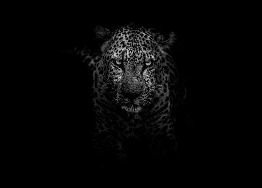 Paint By Numbers | Leopard - Grayscale Photo Of Leopard - Custom Paint By Numbers