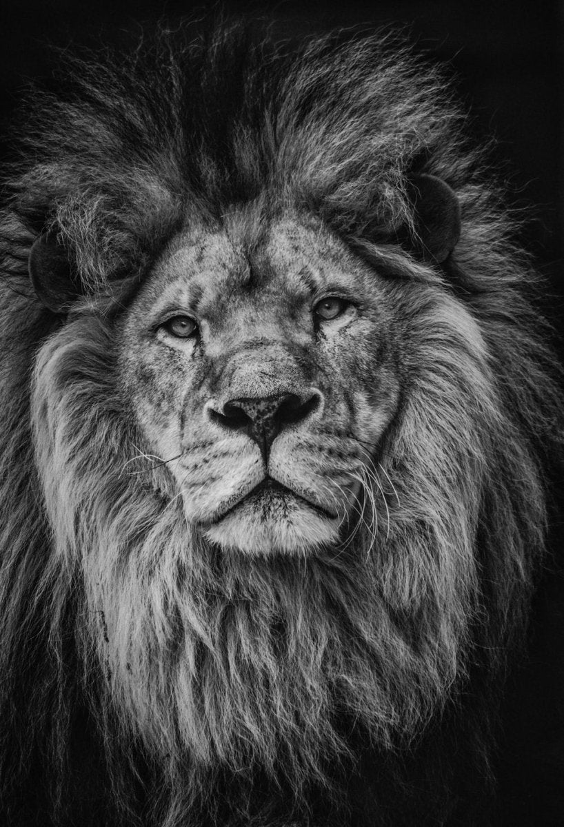 Paint By Numbers | Lion - Grayscale Photography Of Lion - Custom Paint By Numbers