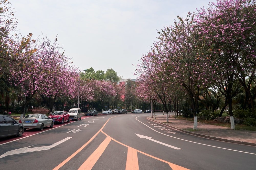 Paint By Numbers | Liuzhou - Cars On Road Near Trees During Daytime - Custom Paint By Numbers