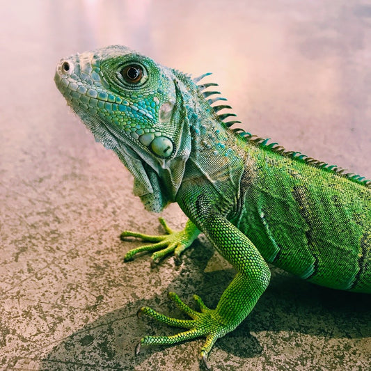 Paint By Numbers | Lizard - Focus Photography Of Iguana - Custom Paint By Numbers