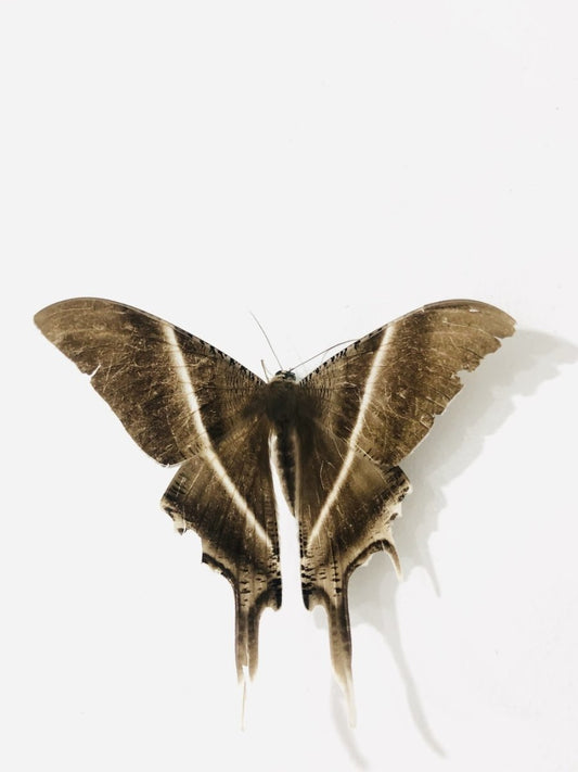 Paint By Numbers | Moth - Brown Butterfly - Custom Paint By Numbers