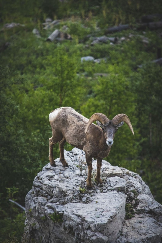 Paint By Numbers | Mountain Goat - Brown Ram On Gray Rock During Daytime - Custom Paint By Numbers