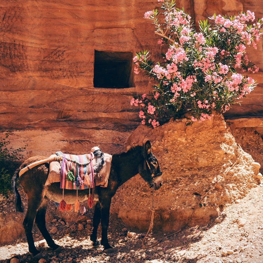 Paint By Numbers | Mule - Black Donkey Near The Pink Flowers - Custom Paint By Numbers