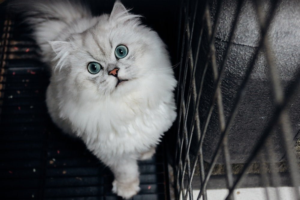 Paint By Numbers | Nantong - White Persian Cat On Black Cage - Custom Paint By Numbers