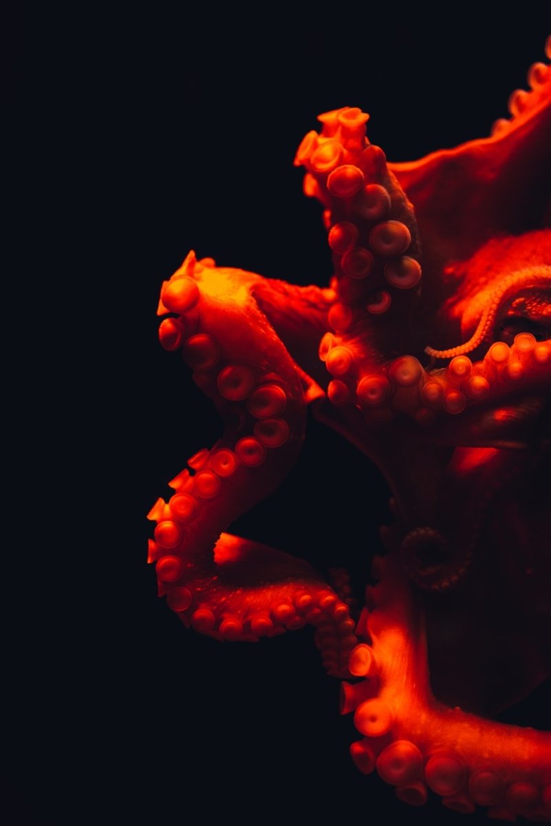 Paint By Numbers | Octopus - Shallow Focus Photography Of Octopus - Custom Paint By Numbers