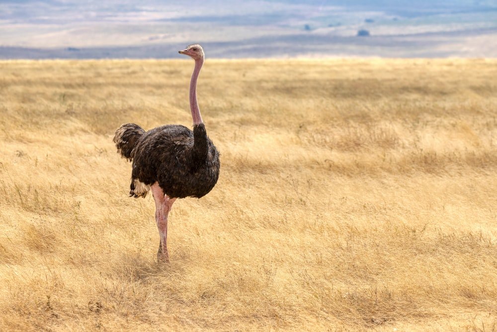 Paint By Numbers | Ostrich - Black Ostrich On Brown Grass Field During Daytime - Custom Paint By Numbers