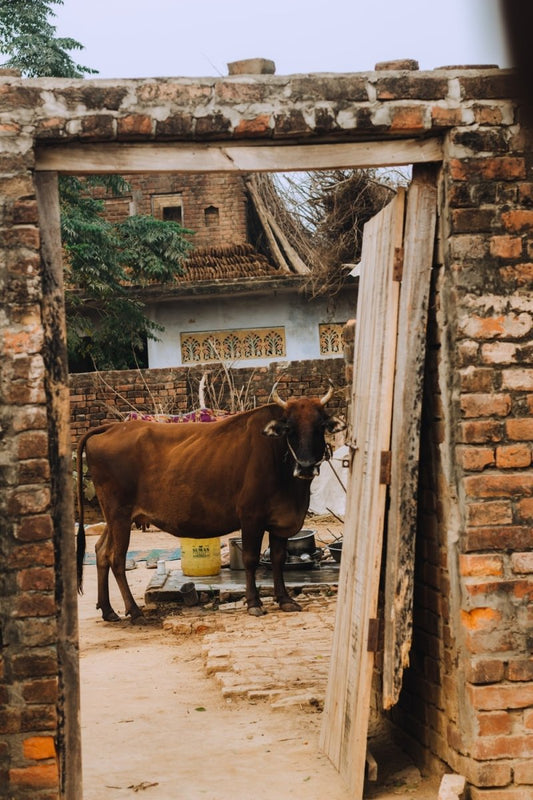 Paint By Numbers | Ox - Brown Cow On Brown Wooden Door - Custom Paint By Numbers