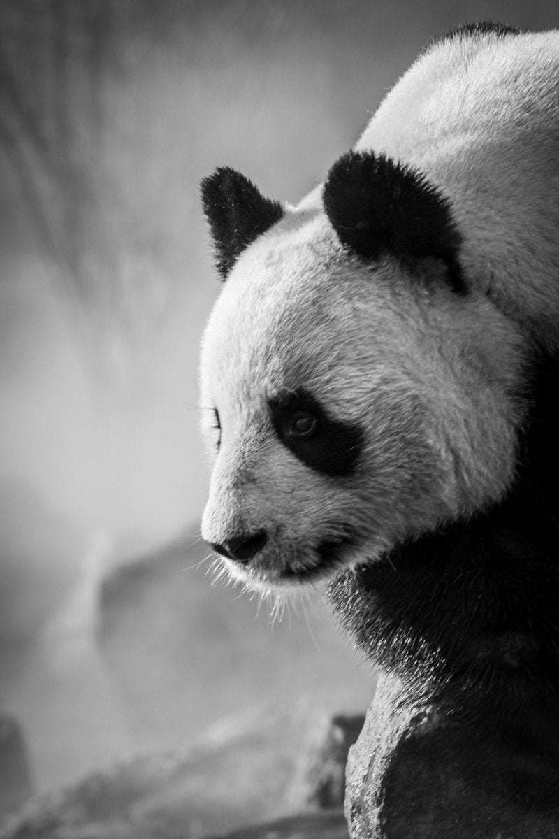 Paint By Numbers | Panda - Grayscale Photo Of Panda On Tree Branch - Custom Paint By Numbers