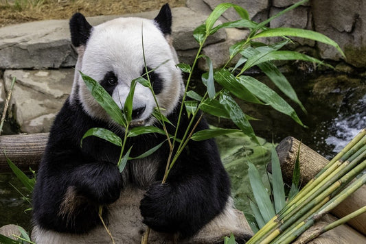 Paint By Numbers | Panda - Panda Eating Leafed - Custom Paint By Numbers