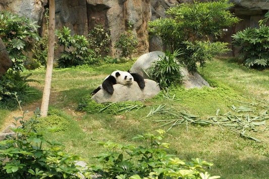 Paint By Numbers | Panda - White And Black Panda Relaxing On Rock - Custom Paint By Numbers