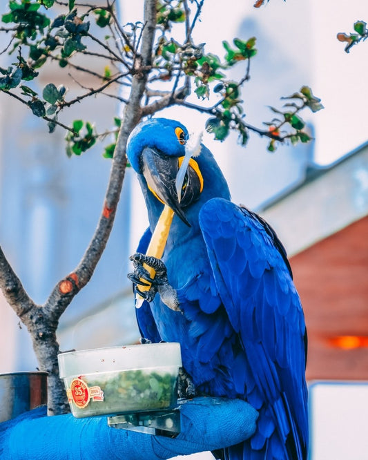 Paint By Numbers | Parrot - Blue Macaw Holding Toothbrush During Daytime - Custom Paint By Numbers