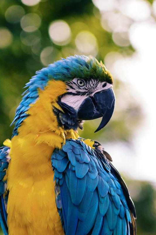 Paint By Numbers | Parrot - Close Up Of A Yellow And Blue Macaw - Custom Paint By Numbers