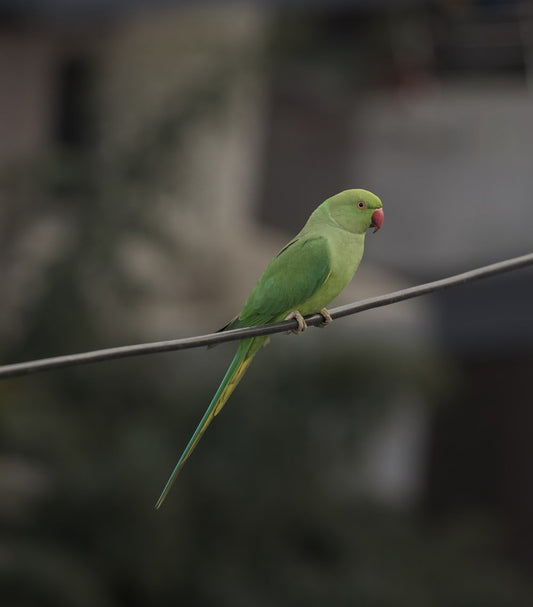 Paint By Numbers | Parrot - Green Bird On Black Wire - Custom Paint By Numbers