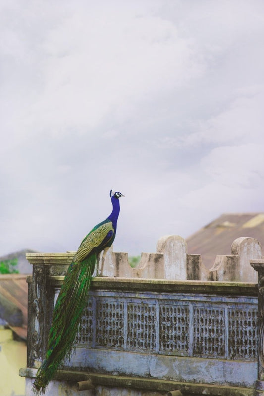 Paint By Numbers | Peacock - Blue And Green Peacock On The Balcony - Custom Paint By Numbers