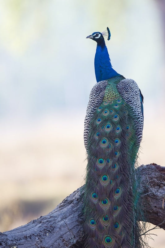 Paint By Numbers | Peacock - Blue And Green Peacock - Custom Paint By Numbers