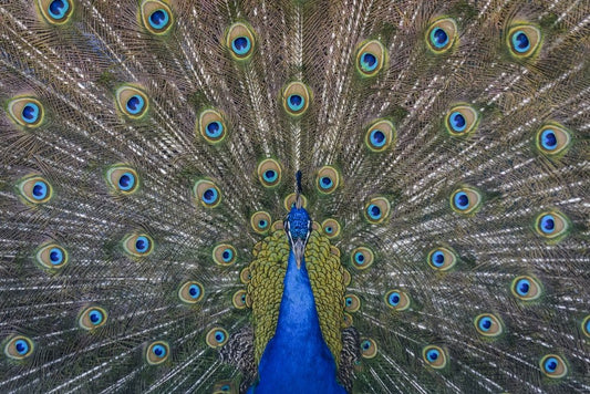 Paint By Numbers | Peacock - Close Up Photography Of Blue Peacock Painting - Custom Paint By Numbers