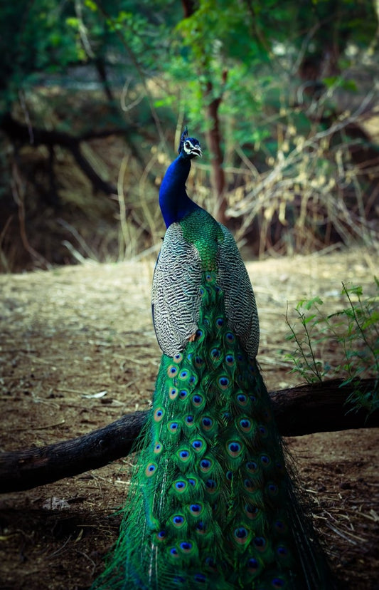 Paint By Numbers | Peacock - Male Green And Blue Peacock - Custom Paint By Numbers