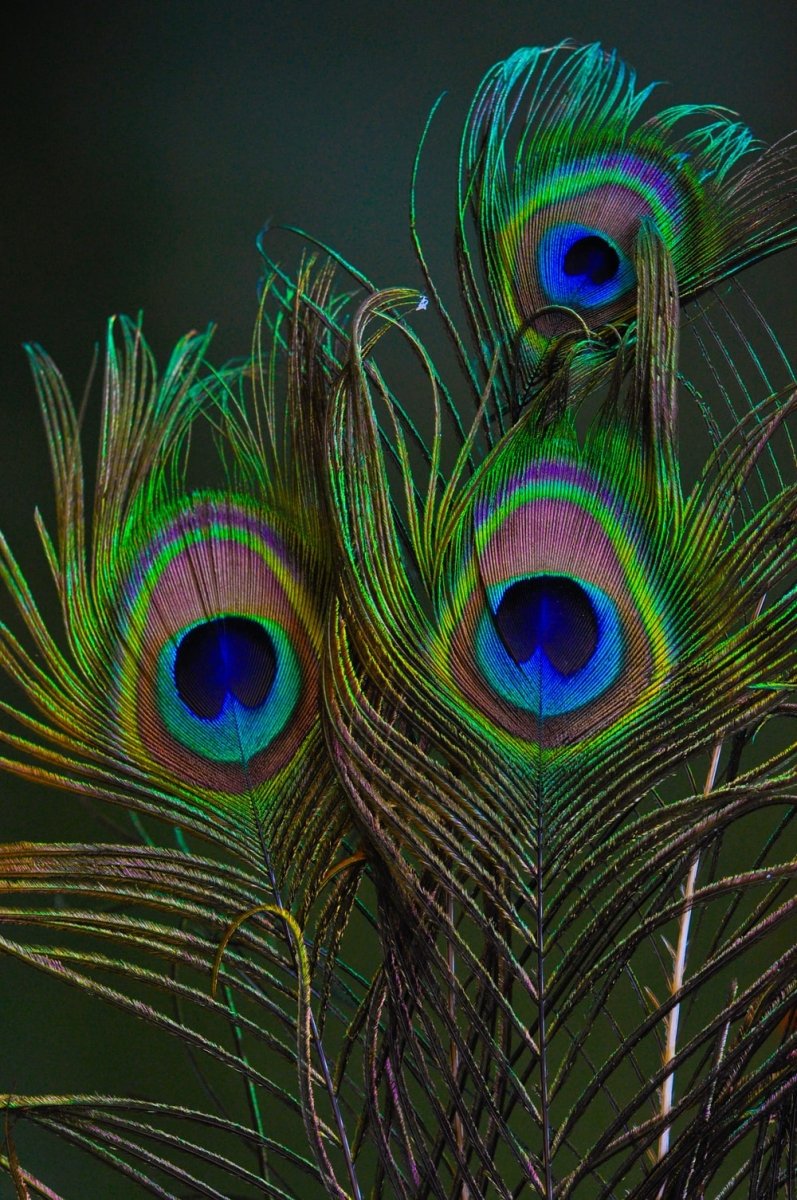 Paint By Numbers | Peacock - Peacock Feather In Close Up Photography - Custom Paint By Numbers