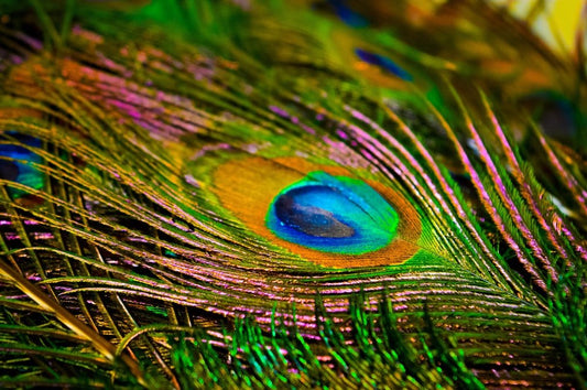 Paint By Numbers | Peacock - Peacock Feather In Macro Photography - Custom Paint By Numbers