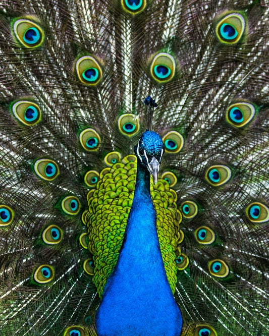 Paint By Numbers | Peacock - Yellow Peacock Close-Up Photo - Custom Paint By Numbers