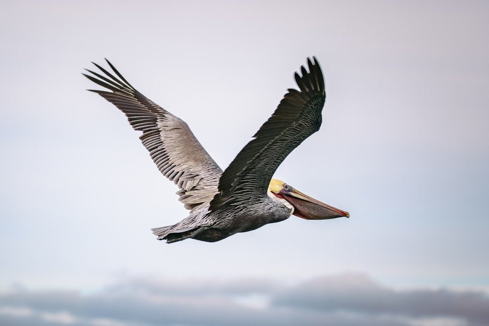 Paint By Numbers | Pelican - Brown Pelican Flying During Daytime - Custom Paint By Numbers
