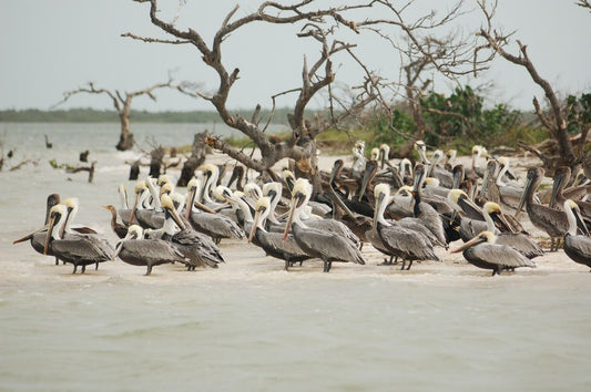Paint By Numbers | Pelican - Flock Of Birds On Seashore - Custom Paint By Numbers