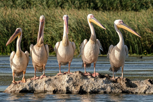 Paint By Numbers | Pelican - Flock Of Pelicans On Brown Wood Log - Custom Paint By Numbers