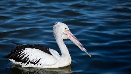 Paint By Numbers | Pelican - Pelican In Ocean - Custom Paint By Numbers
