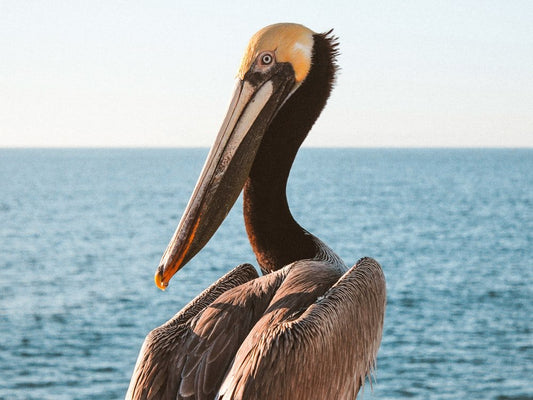 Paint By Numbers | Pelican - Shallow Focus Photo Of Pelican - Custom Paint By Numbers