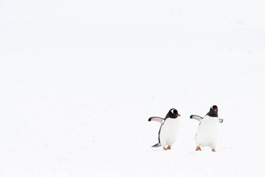 Paint By Numbers | Penguin - White And Black Penguins On Snow Covered Ground During Daytime - Custom Paint By Numbers