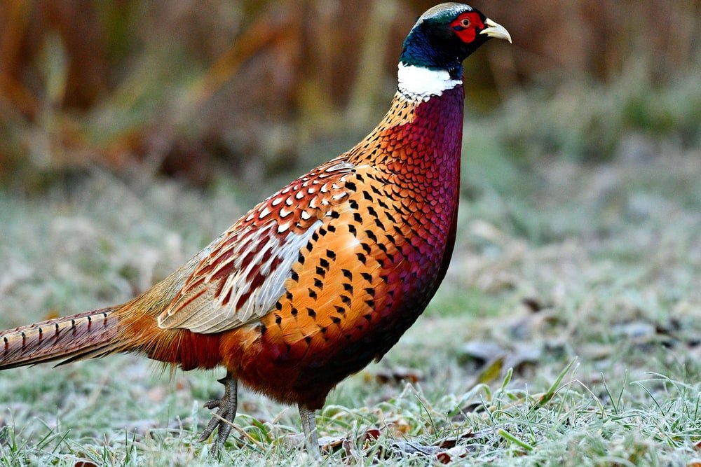 Paint By Numbers | Pheasant - Bird On Grass - Custom Paint By Numbers